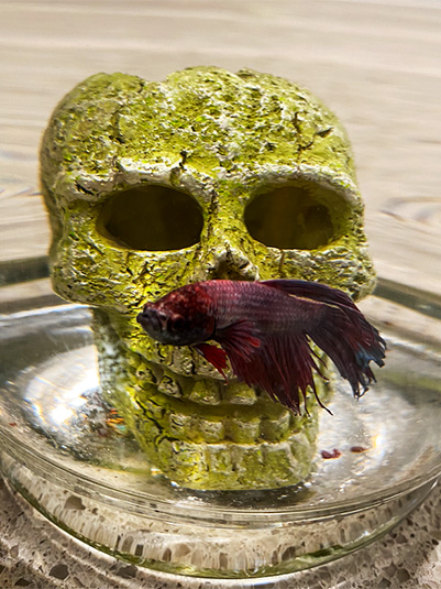 %_tempFileNameShotgun%