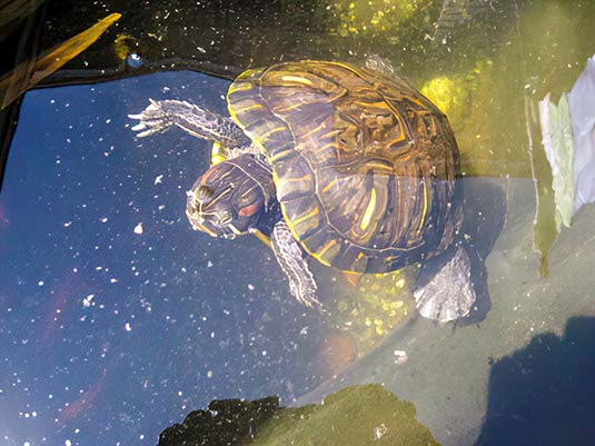 %_tempFileNameTurtle%20B%