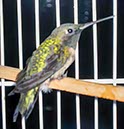 %_tempFileNameRehabbing%20Hummingbird!%