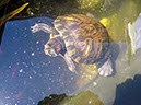 %_tempFileNameTurtle%20B%