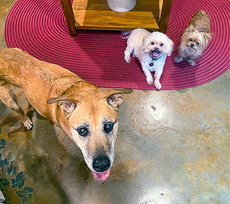 Halle_Sammi_Jo_Pickles