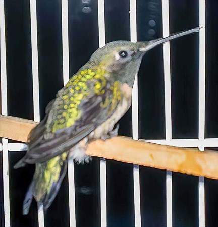 Rehabbing_Hummingbird_